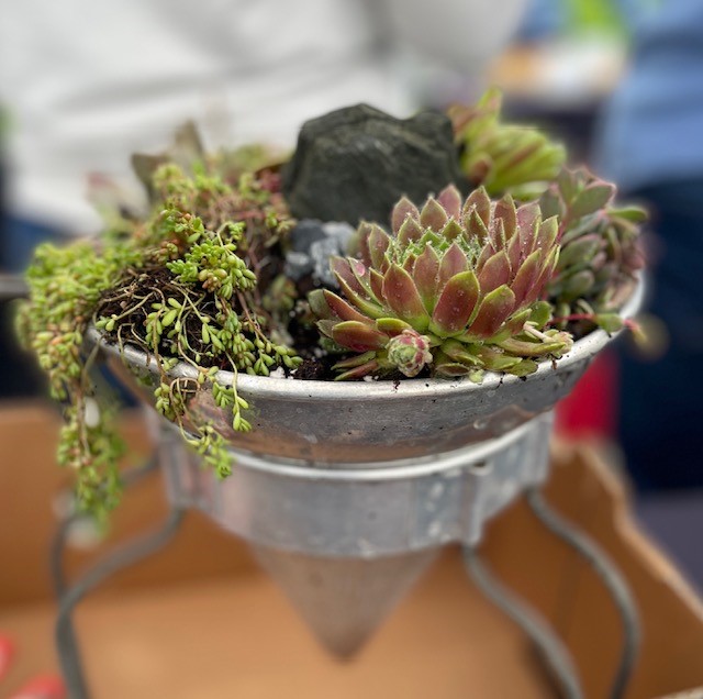 succulents planted in a strainer.