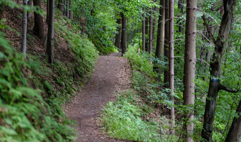 hiking trail through woods