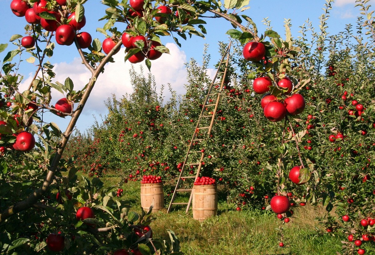Apple grove with a ladder and two barrels of apple