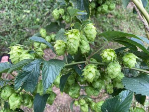 Hops plant with buds