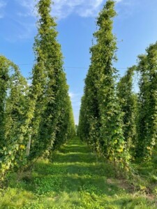 Farm with Hops growing up trellises.