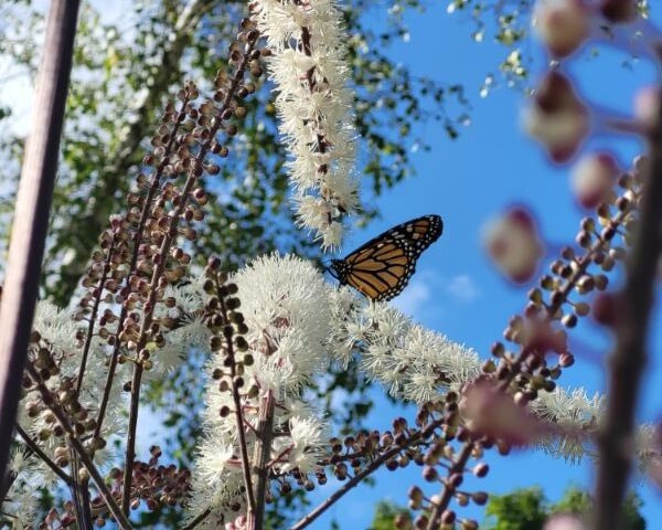 butterfly in flowers