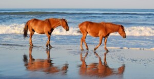 Wild Horses on beach in Outer Banks, NC